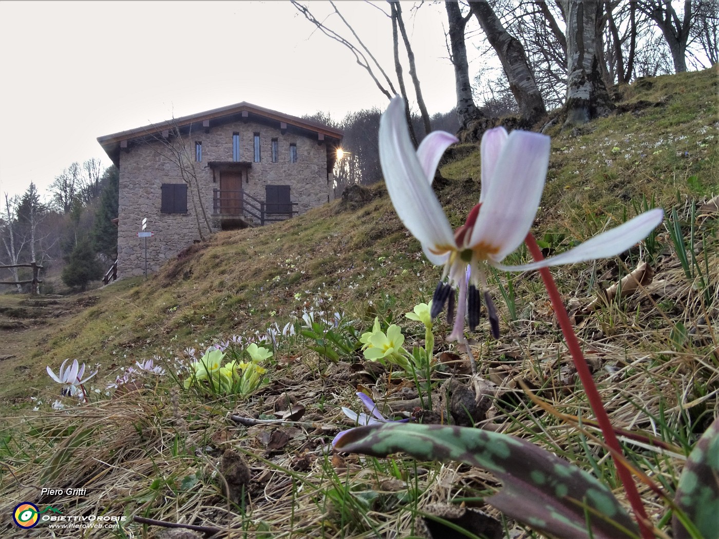 49 Dente di cane-Erithronium dens- canis al Rif Monte Zucco ai Foppi.JPG